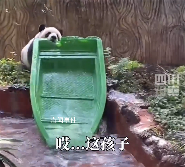 熊貓幾分鐘搗毀一條船 這是遠古血脈覺醒了嗎