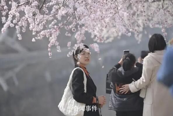 十里堡山桃花綻放 形成一幅京城春色圖