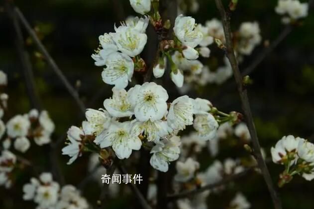 浙江選育出了“螺螄粉”櫻花 你想不想認(rèn)識一下呢