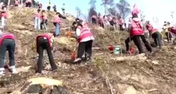 重慶去年山火救援志愿者又回來植樹 沿著山脊線種下一株株新綠
