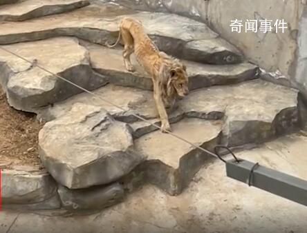 動物園獅子瘦成排骨 其年紀過大進食能力減弱