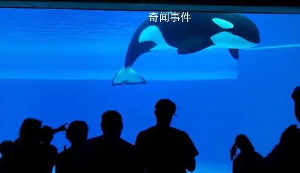 世界上最孤獨(dú)的鯨去世 享年47歲