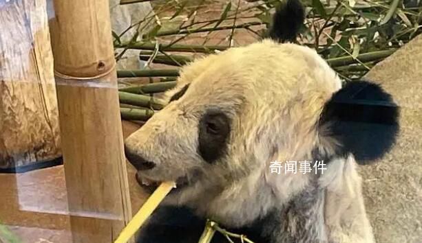 美國公示丫丫回國相關申請 為期31天