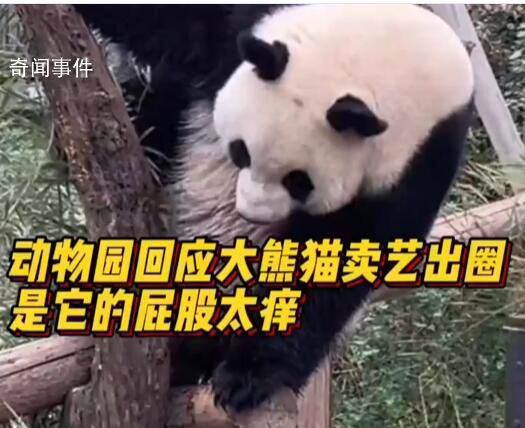 動(dòng)物園回應(yīng)大熊貓擦屁股出圈 應(yīng)該就是正常蹭癢