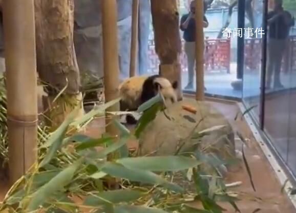 丫丫伙食新添胡蘿卜但它沒碰 幾次經過都沒有碰胡蘿卜