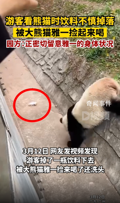 游客飲料不慎掉落被大熊貓撿來喝 喝完還順手洗了個頭