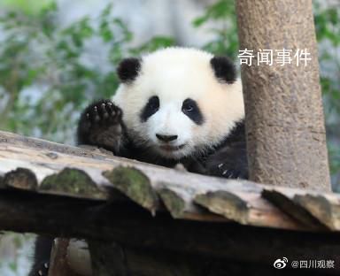 游客猛拍熊貓舜舜房玻璃 惹怒工作人員