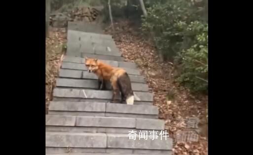 男子爬山偶遇赤狐對視引路 不知道是不是野生的比一般的要漂亮