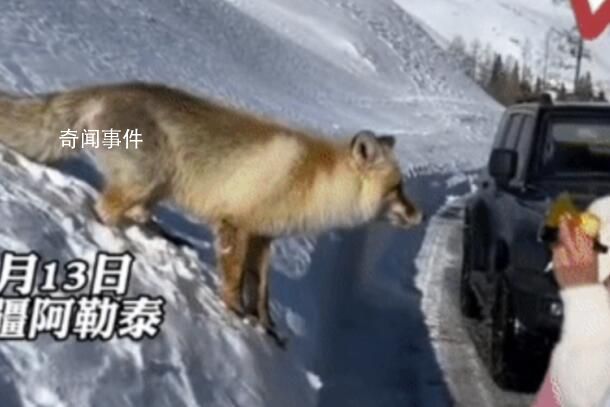 游客為拍照不聽勸阻喂狐貍吃面包 呼吁大家不要亂投喂野生動物