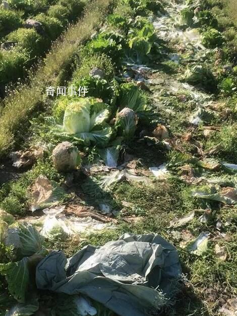 菜農(nóng)稱近6萬斤大白菜一天被偷光 當(dāng)?shù)鼐揭呀槿氪耸?></em><span>菜農(nóng)稱近6萬斤大白菜一天被偷光 當(dāng)?shù)鼐揭呀槿氪耸?/span></a></li>
                
                <li><a href=