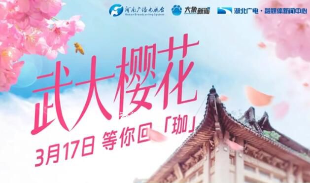 武大櫻花等你回“珈” 櫻花樹下咱們不見不散