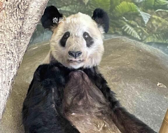 中國專家已抵達孟菲斯動物園 做好丫丫的飼養護理和健康評估