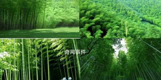 云南竹博園遇“先拆后補”起訴政府
