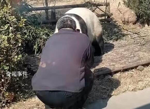 游客私自翻進園內逗大熊貓 無視周圍游客的呼喊勸告