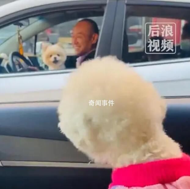 主人堵車半小時兩狗子隔窗吵架 聽不懂在吵啥反正感覺不像好話