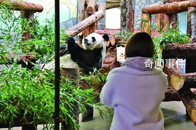 如意和丁丁在莫斯科有多受歡迎 游客絡繹不絕