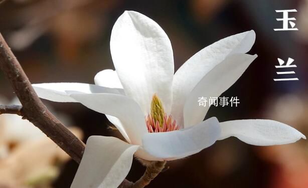 色卡里的春天 一起用色卡方式打開絕美春天吧
