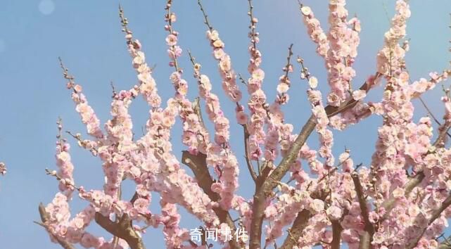 春季旅游消費強勢復蘇 賞花成為春季旅游的熱門主題