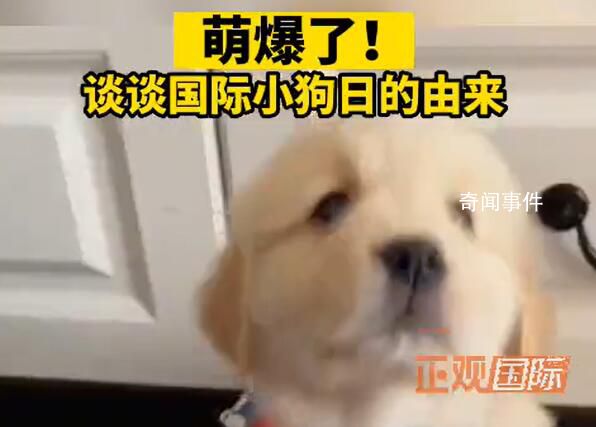 今天是國際小狗節 國際小狗節是幾月幾日