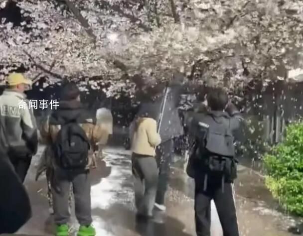 網紅團隊狂搖杭州百年櫻花樹 導致大量花瓣掉落在地
