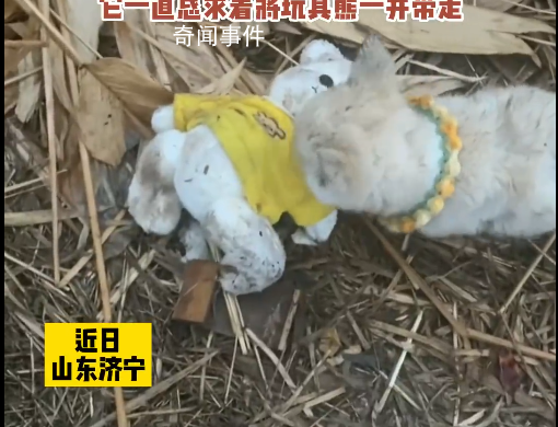 流浪狗乞求收養(yǎng)者一起帶走小熊 小狗現(xiàn)在生病了