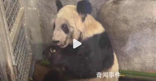 丫丫吃甘蔗津津有味 網(wǎng)友：眼睛里也有神了