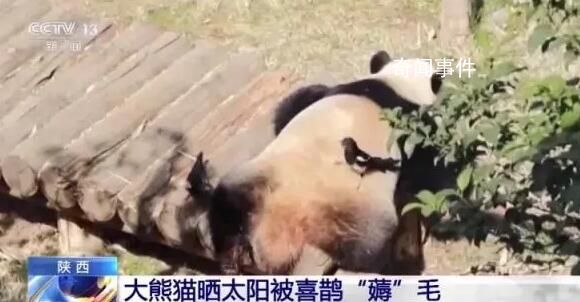 大熊貓被小鳥薅毛毫無反應淡定干飯 喜鵲為什么會盯上大熊貓身上的毛呢
