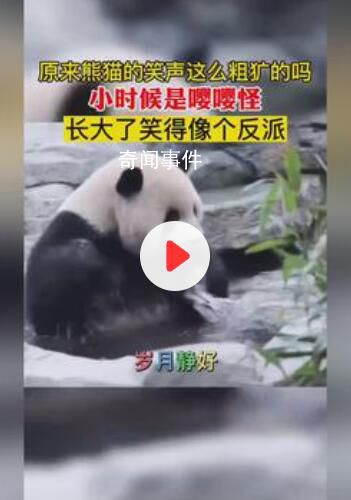 原來熊貓的笑聲這么粗獷嗎 長大了笑得像個反派