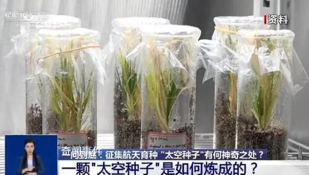 上天入地的太空種子這樣煉成 什么是航天育種?