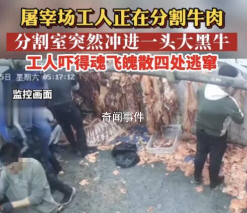 黑牛闖入分割室工人四處逃竄 工人瞬間嚇得魂飛魄散