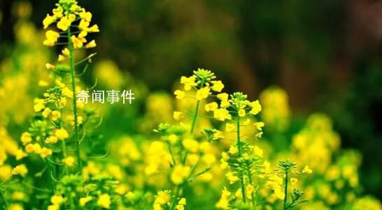 這個春天,與美好不期而遇