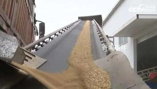 全國(guó)累計(jì)收購(gòu)秋糧1.84億噸 同比增加近500萬(wàn)噸