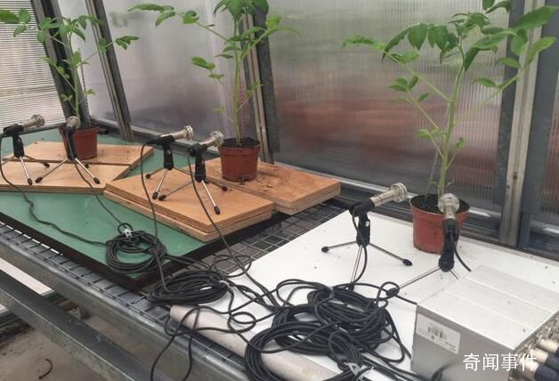 研究發現植物也會說話 植物的聲音是什么樣的