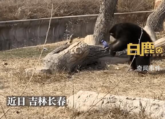 猩猩被游客扔瓶子砸頭后扔回反擊 目前猩猩身體狀況并無大礙