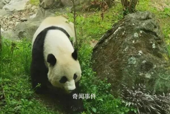 美香等旅美熊貓有乞食行為?官方回應