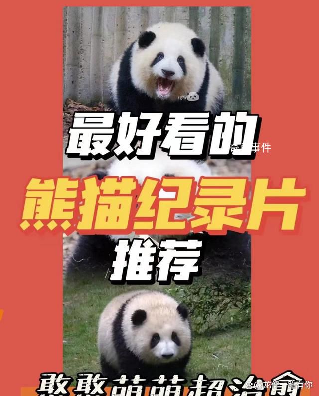 國寶熊貓回家記 保護瀕危野生動物是全社會的責任