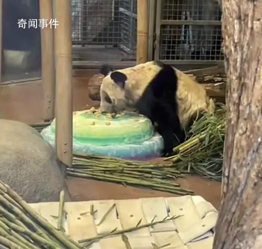 丫丫吃水果冰蛋糕 丫丫正式移交中方