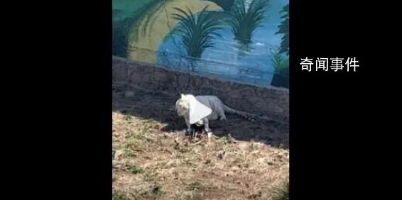 動物園老虎把孔雀吃了 園區回應