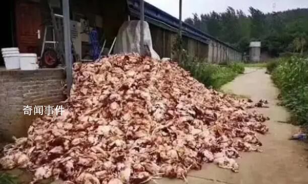 男子嚇死1100只雞 獲刑半年