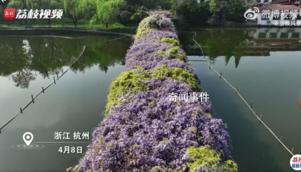 浙大一個走廊被紫藤花淹沒 好似一片紫色云霞