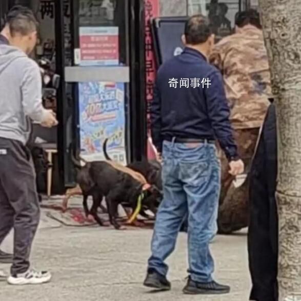 野豬沖進彩票店被5只獵犬制服 將店主嚇得奪門而逃