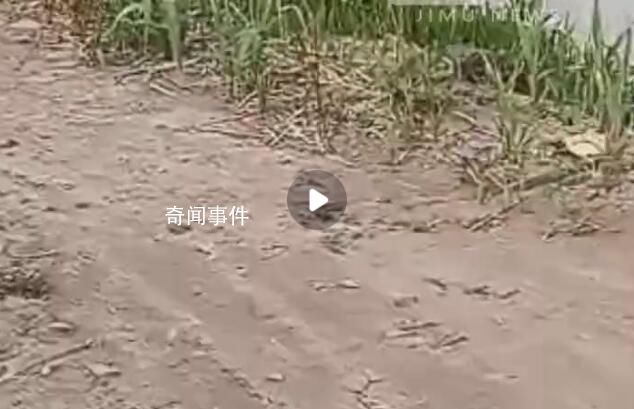 村民稱交萬元鋪路費8年還未修成 村干部：當年錢沒收齊