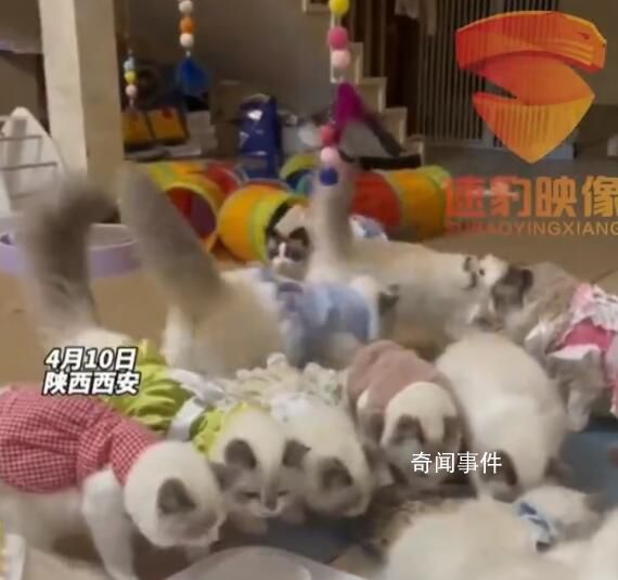 男子養(yǎng)近200只貓雇4人輪班照顧 引發(fā)網(wǎng)友關(guān)注