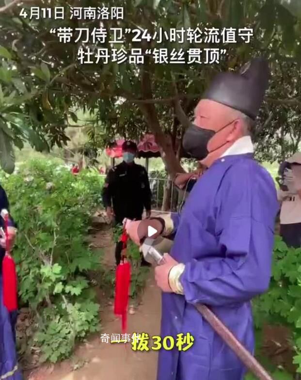 這株牡丹有“帶刀侍衛(wèi)”24小時守護(hù) 因排隊游客較多一撥只能看30秒