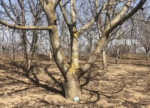 4500棵核桃樹種12年被人齊根鋸斷 向相關部門反映希望找到嫌疑人但至今毫無音訊