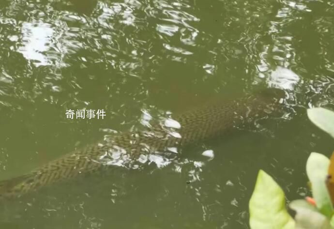 廣州一高校中心湖發現鱷雀鱔 鱷雀鱔是外來入侵物種嗎