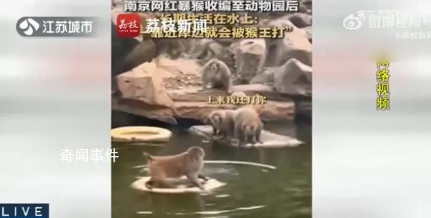 南京網(wǎng)紅暴猴遭霸凌長期水上漂 如何安置該獼猴園方尚未給出回應(yīng)