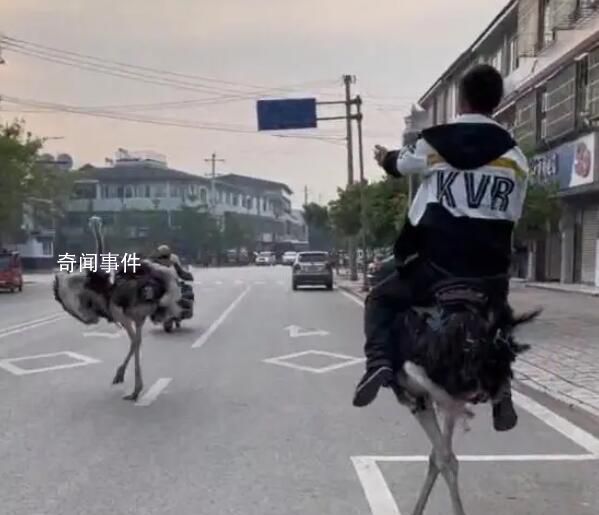 男子機動車道上騎鴕鳥 還拍視頻炫耀