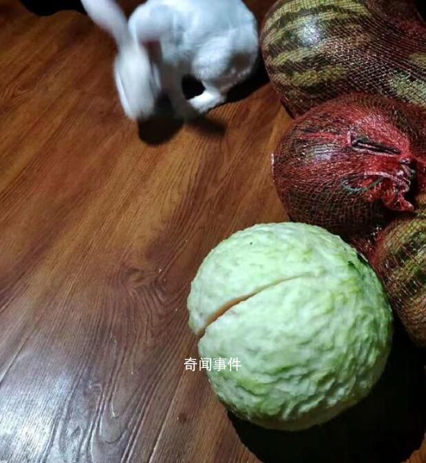 兔子咬西瓜一千多口沒吃到瓤 讓人哭笑不得