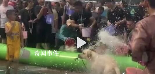 潑水節(jié)連狗路過都得淋兩桶水再走 節(jié)日氛圍濃厚